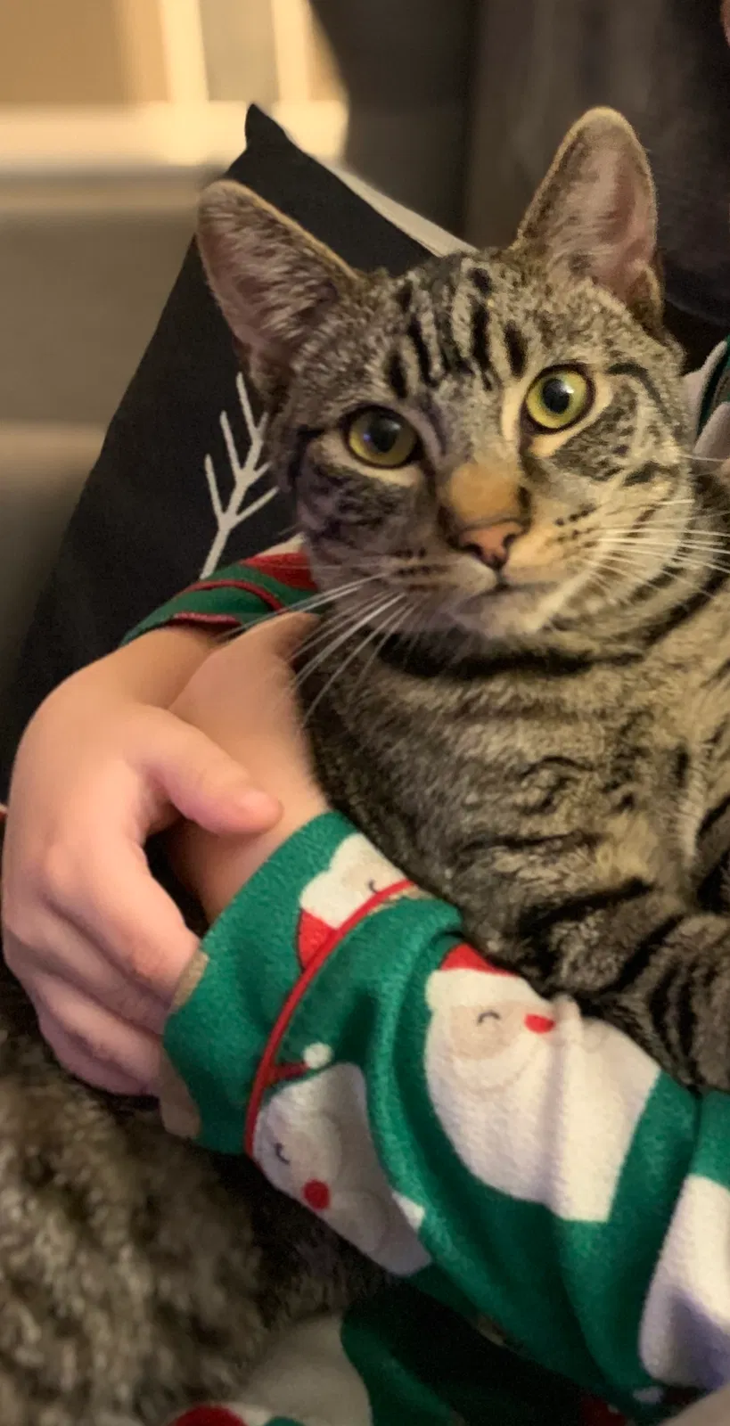 Lost cat in Brea, CA, 92821