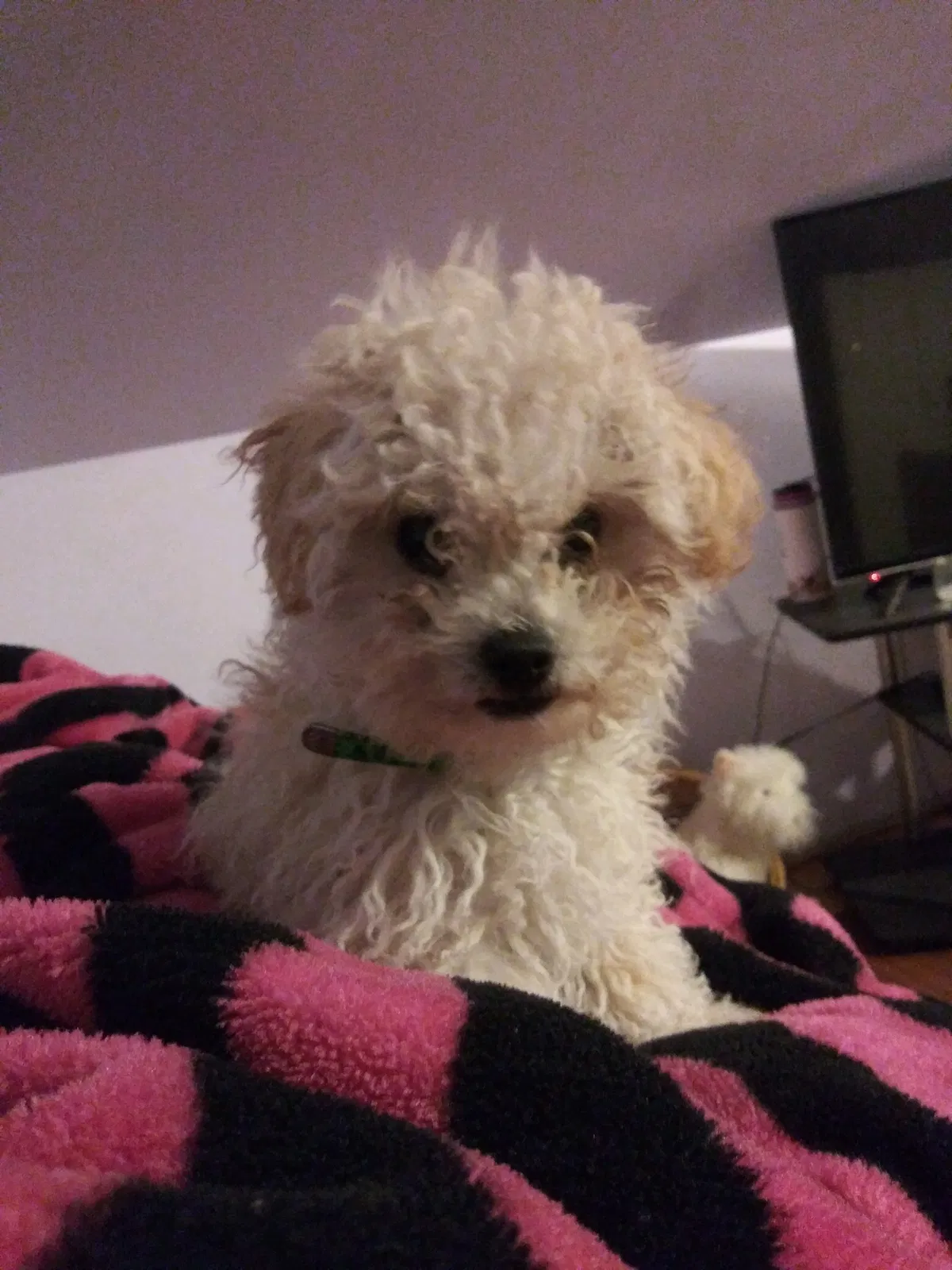 Lost dog in Los Angeles, CA, 90023