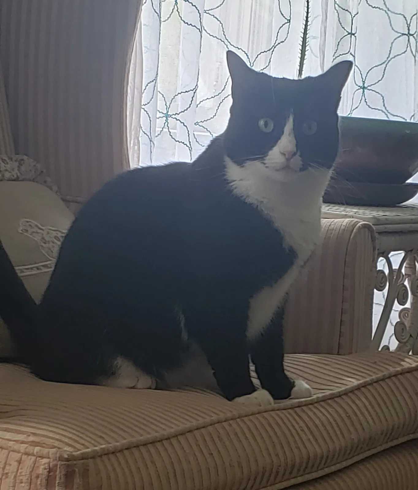 Lost cat in Saint Louis, MO, 63116