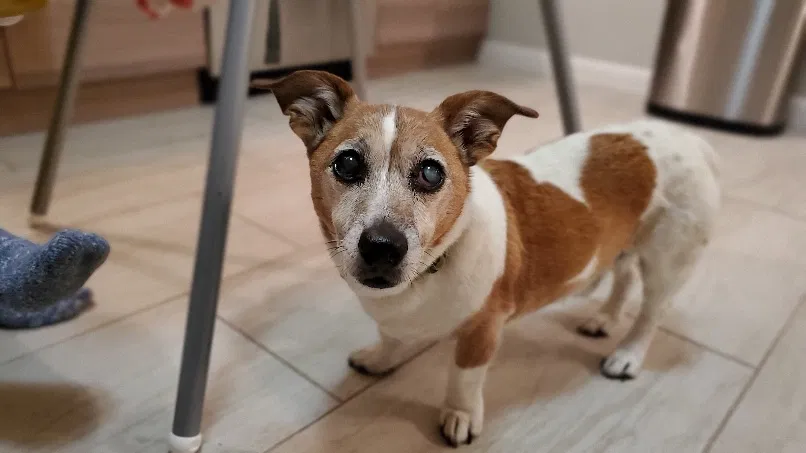 Lost dog in Denver, CO, 80224