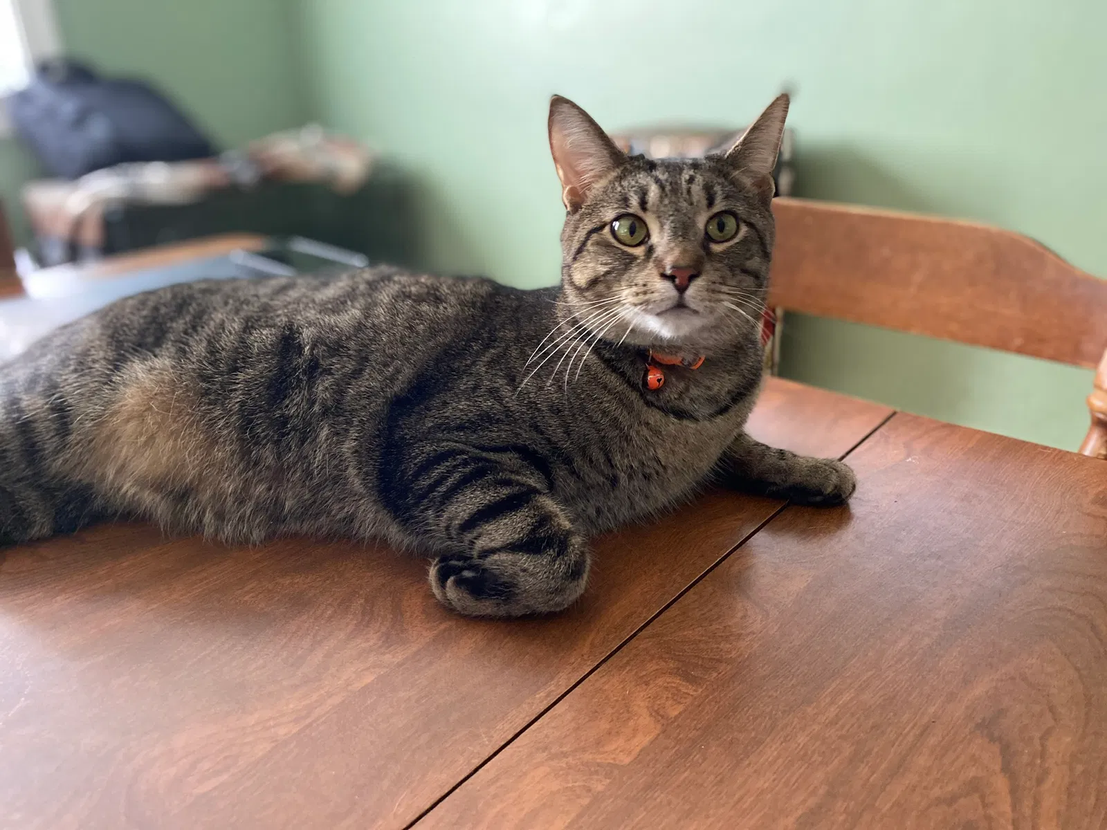 Lost cat in Columbus, OH, 43206