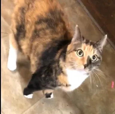 Lost cat in West Deptford, NJ, 8096