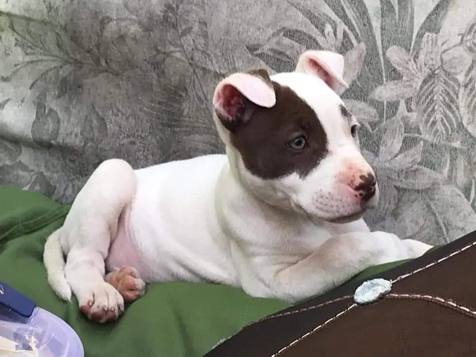 Lost dog in Honea Path, SC, 29654
