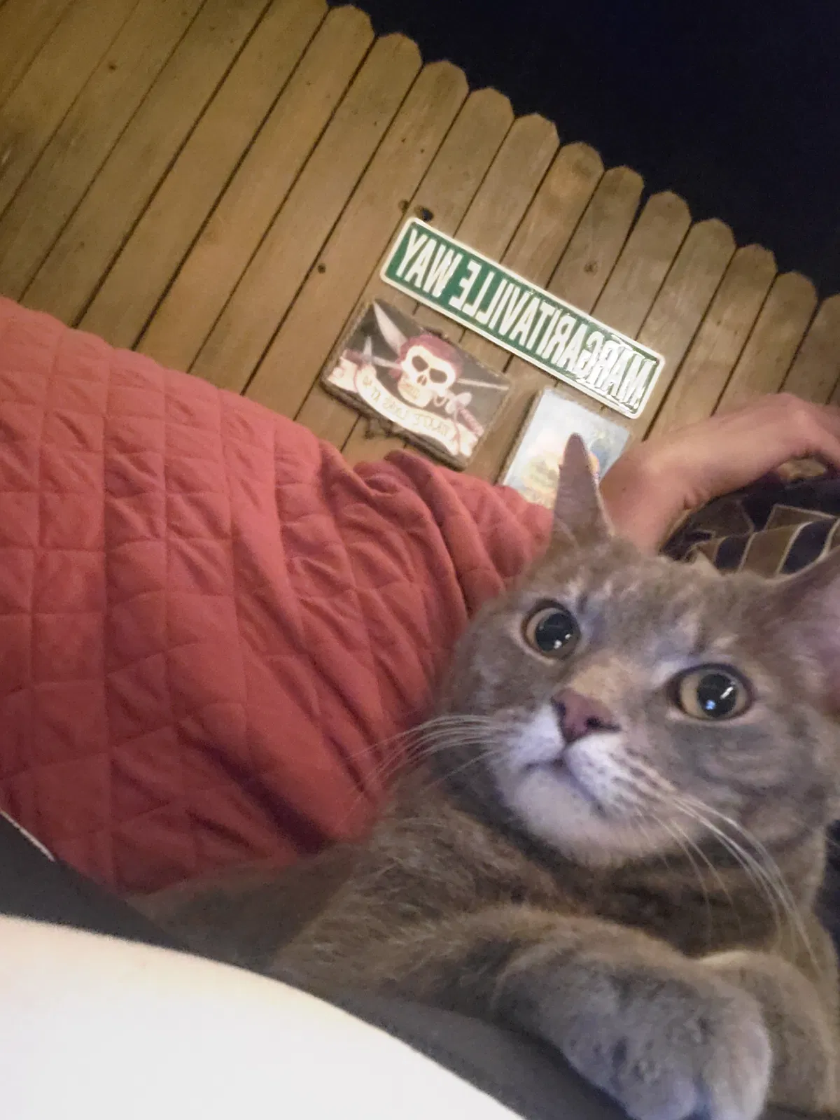 Lost cat in Tucson, AZ, 85742