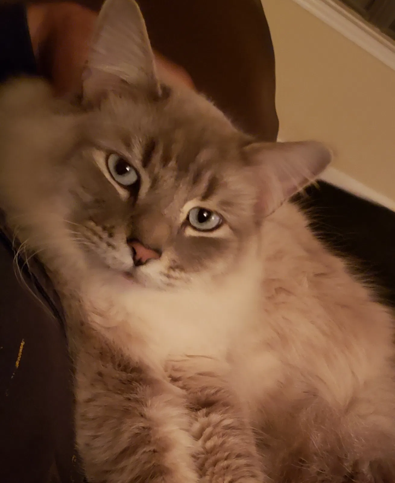 Lost cat in Nesbit, MS, 38651