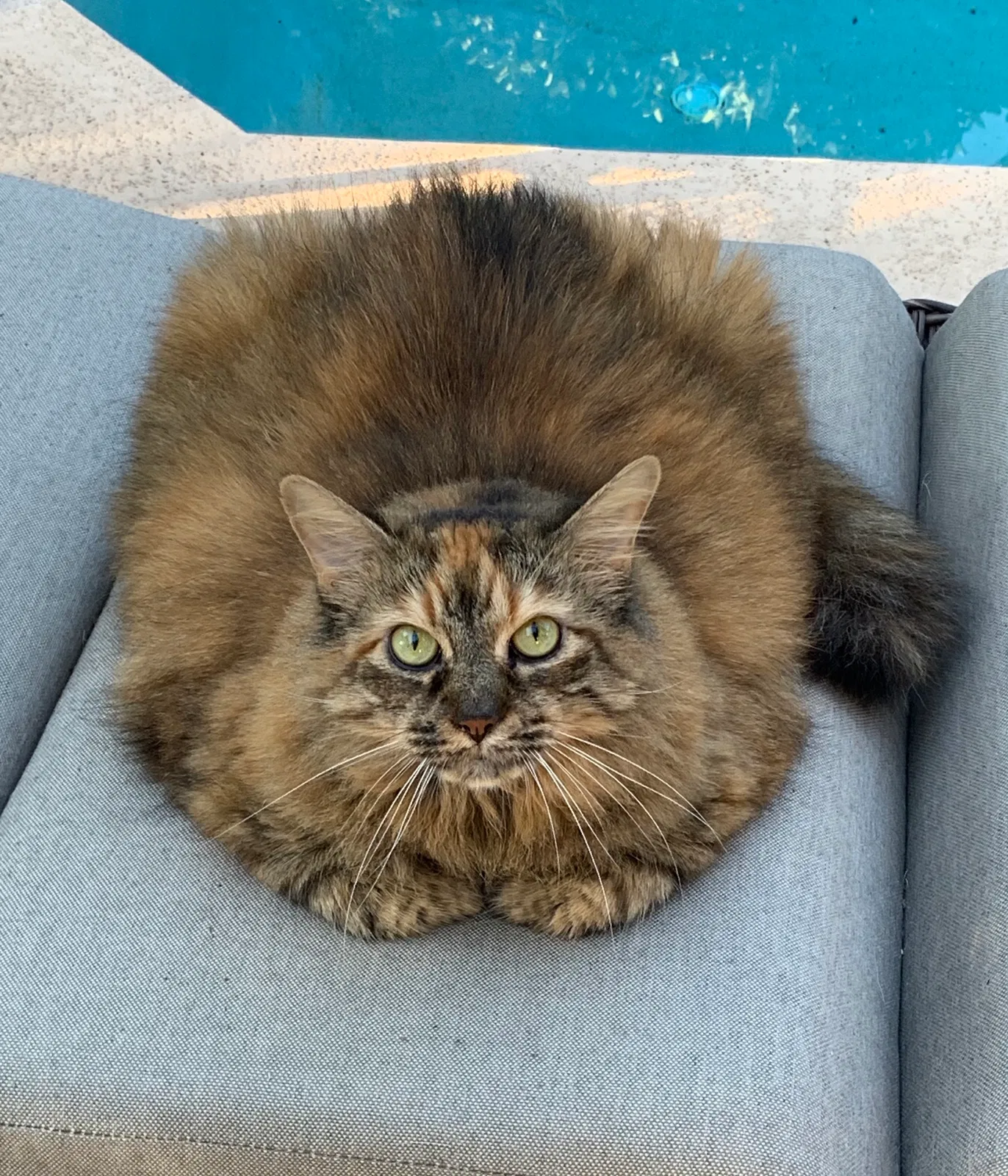 Lost cat in Sarasota, FL, 34239