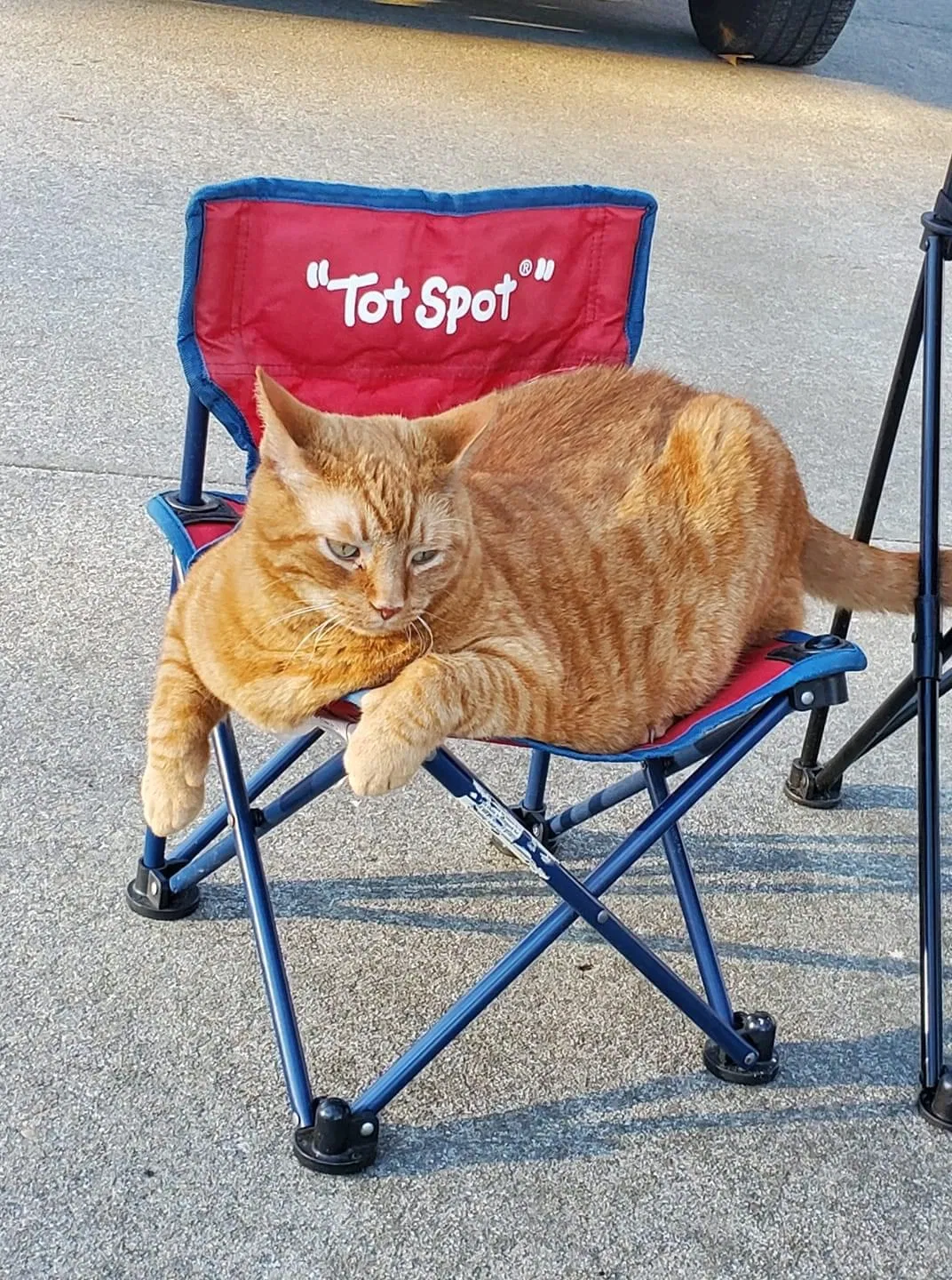 Lost cat in Elgin, SC, 29045