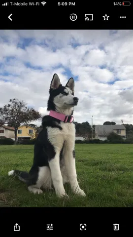 Lost dog in San Diego, CA, 92139