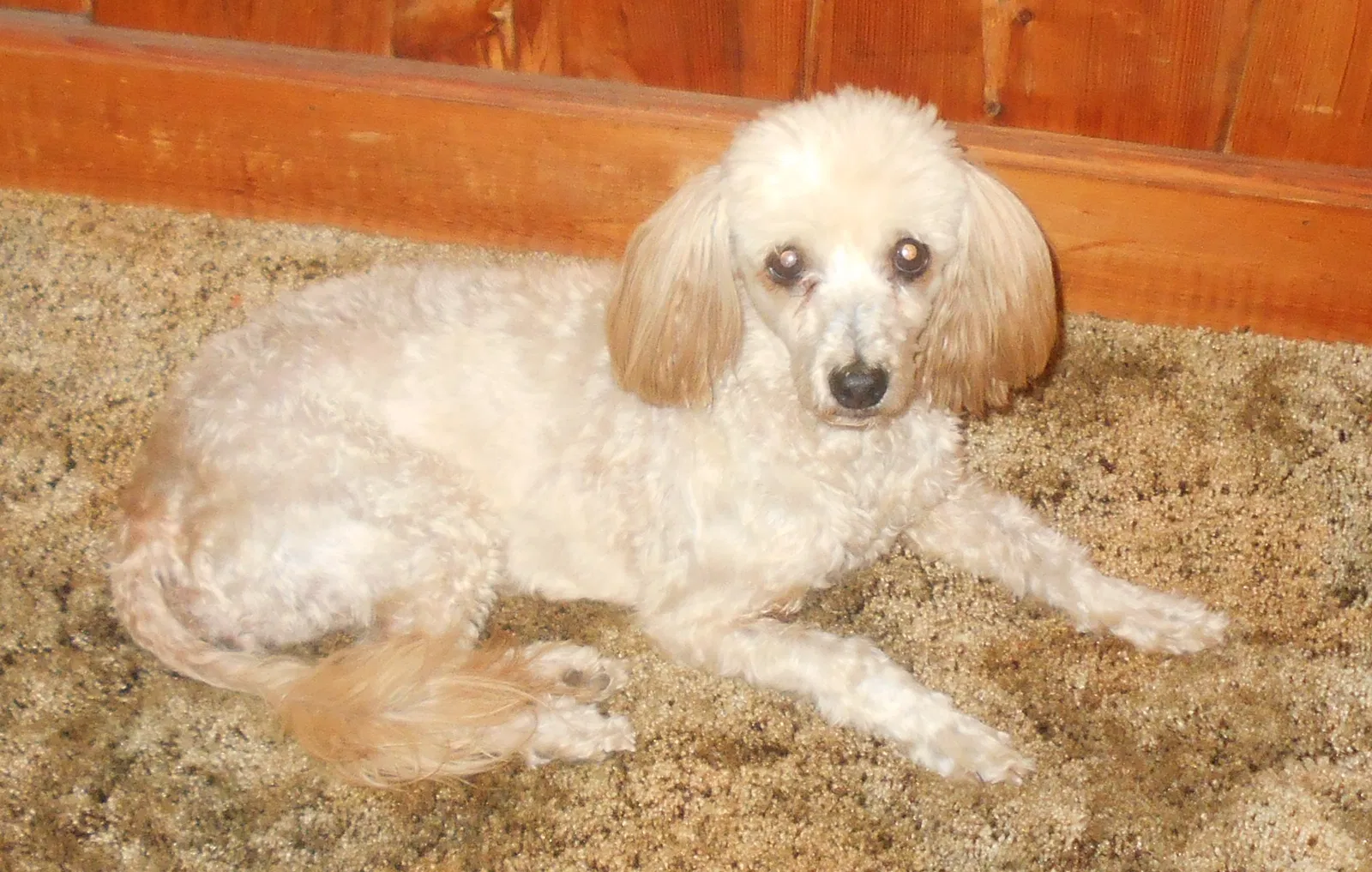 Lost dog in Lugoff, SC, 29078