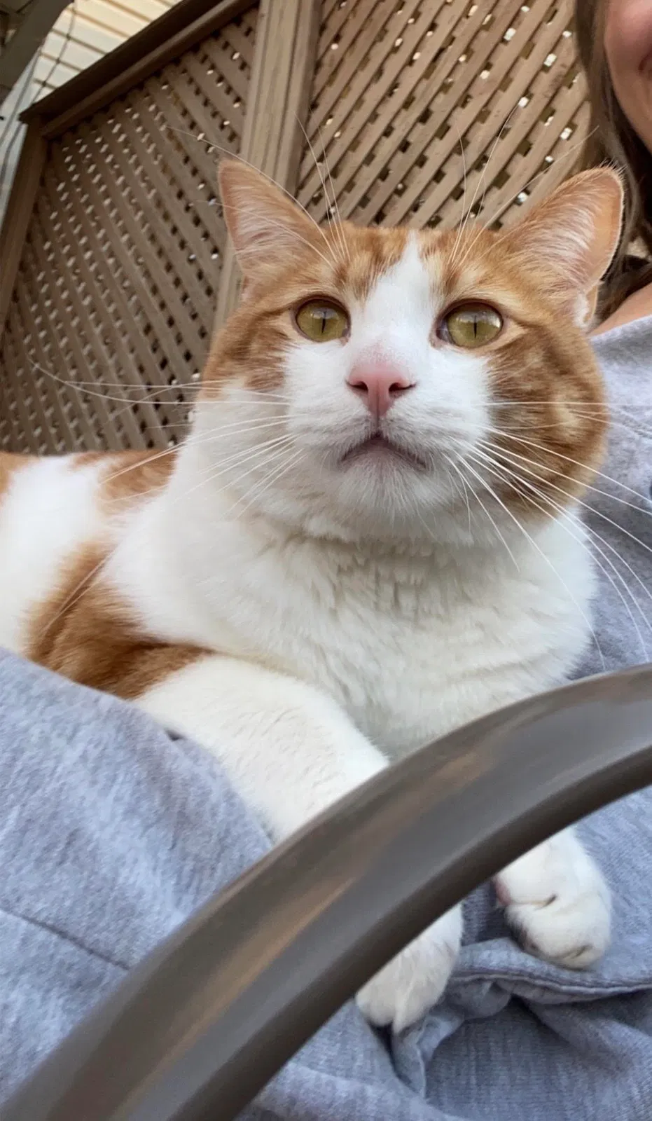 Lost cat in Burke, VA, 22015