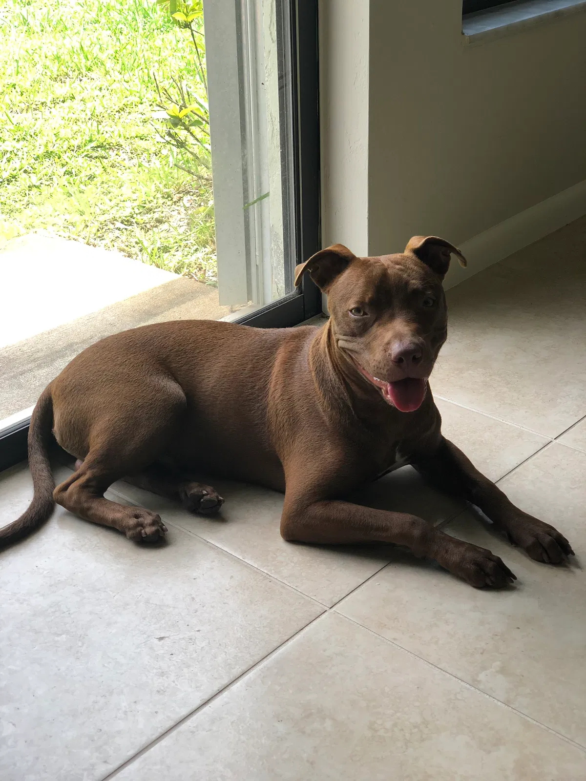 Lost dog in Cape Coral, FL, 33909