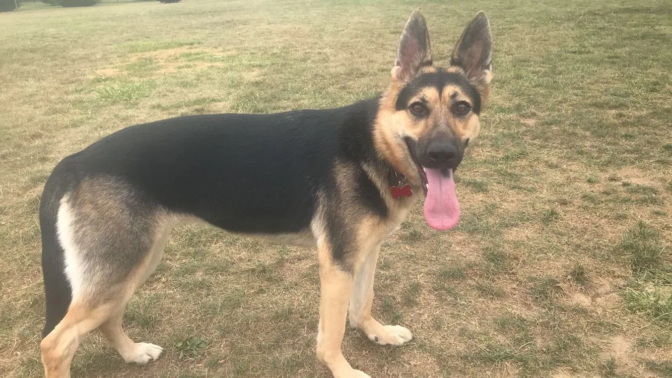 Lost dog in Mansfield, OH, 44906