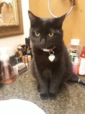Lost cat in Escondido, CA, 92026