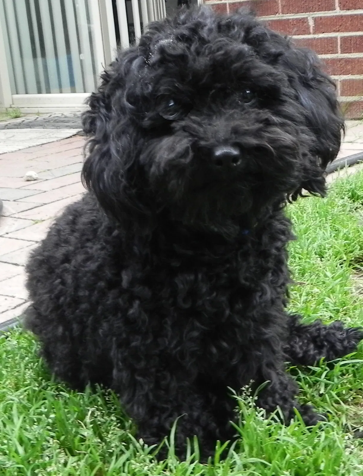Lost dog in Piedmont, SC, 29673