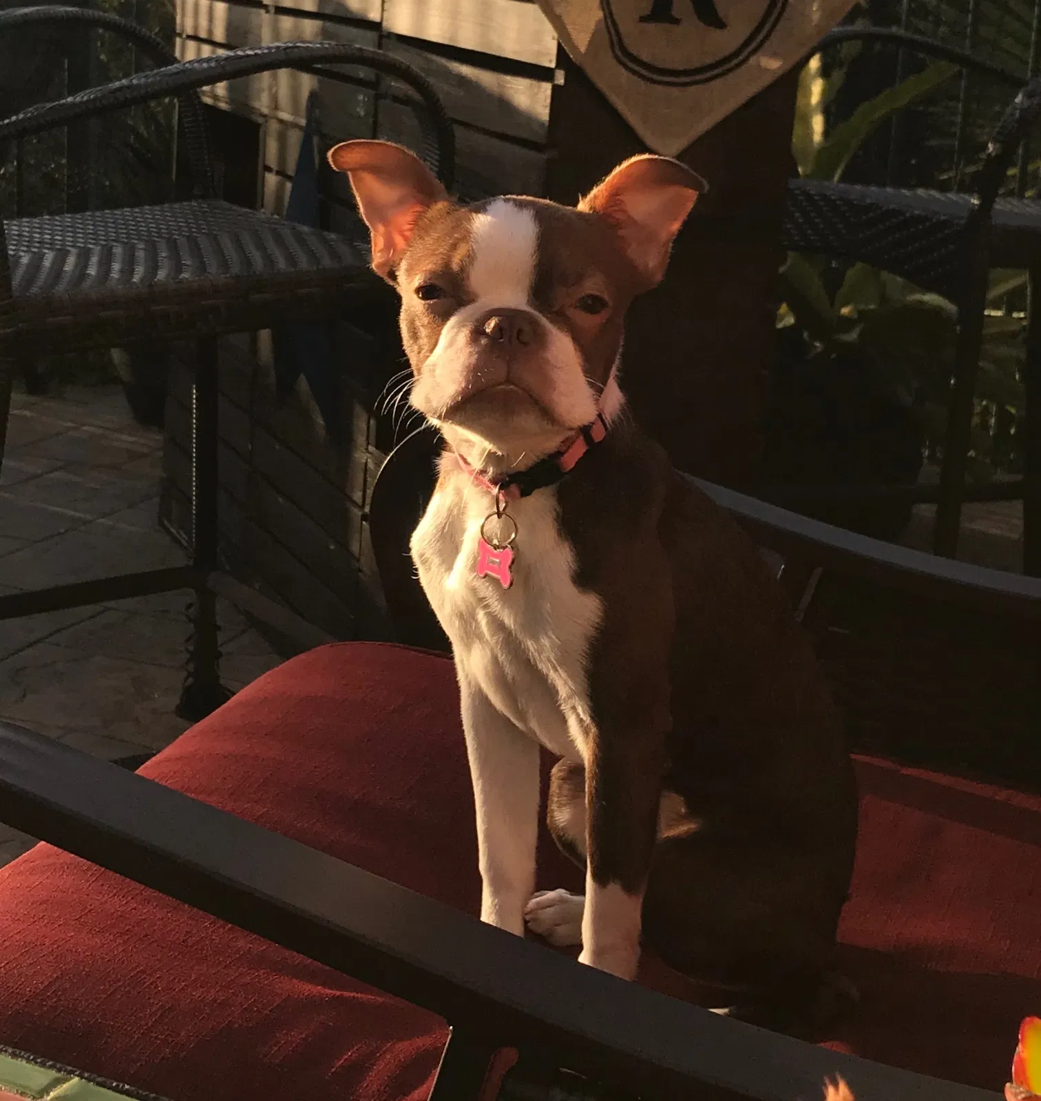 Lost dog in San Marcos, CA, 92078
