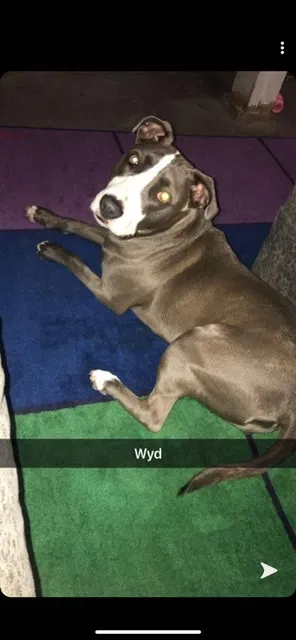 Lost dog in Chicago, IL, 60619
