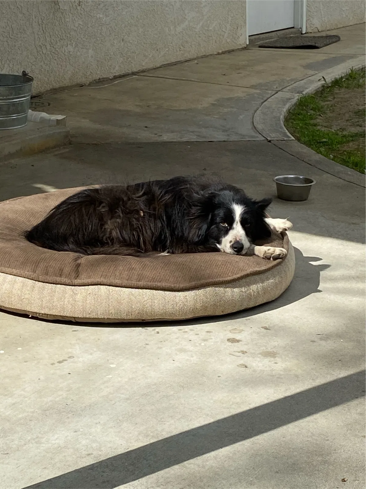 Lost dog in Prather, CA, 93651