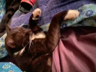 Lost cat in Tucson, AZ, 85745
