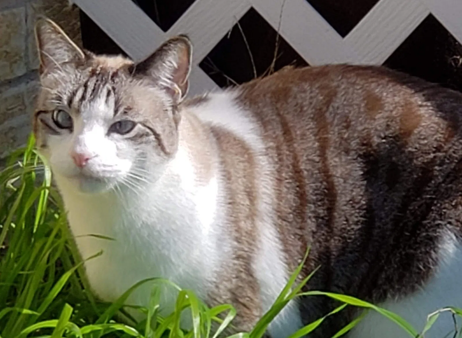 Lost cat in Carrollton, TX, 75007