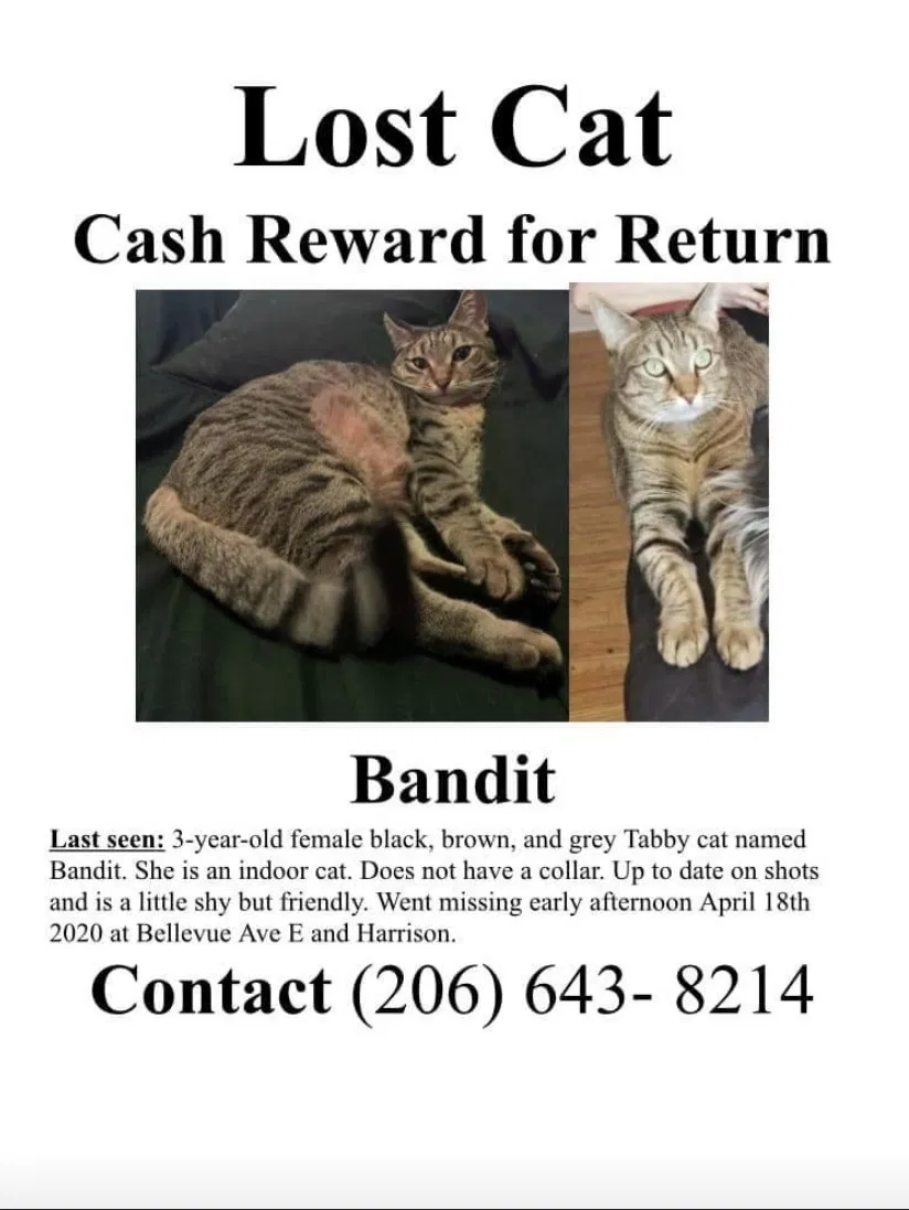 Lost cat in Seattle, WA, 98102