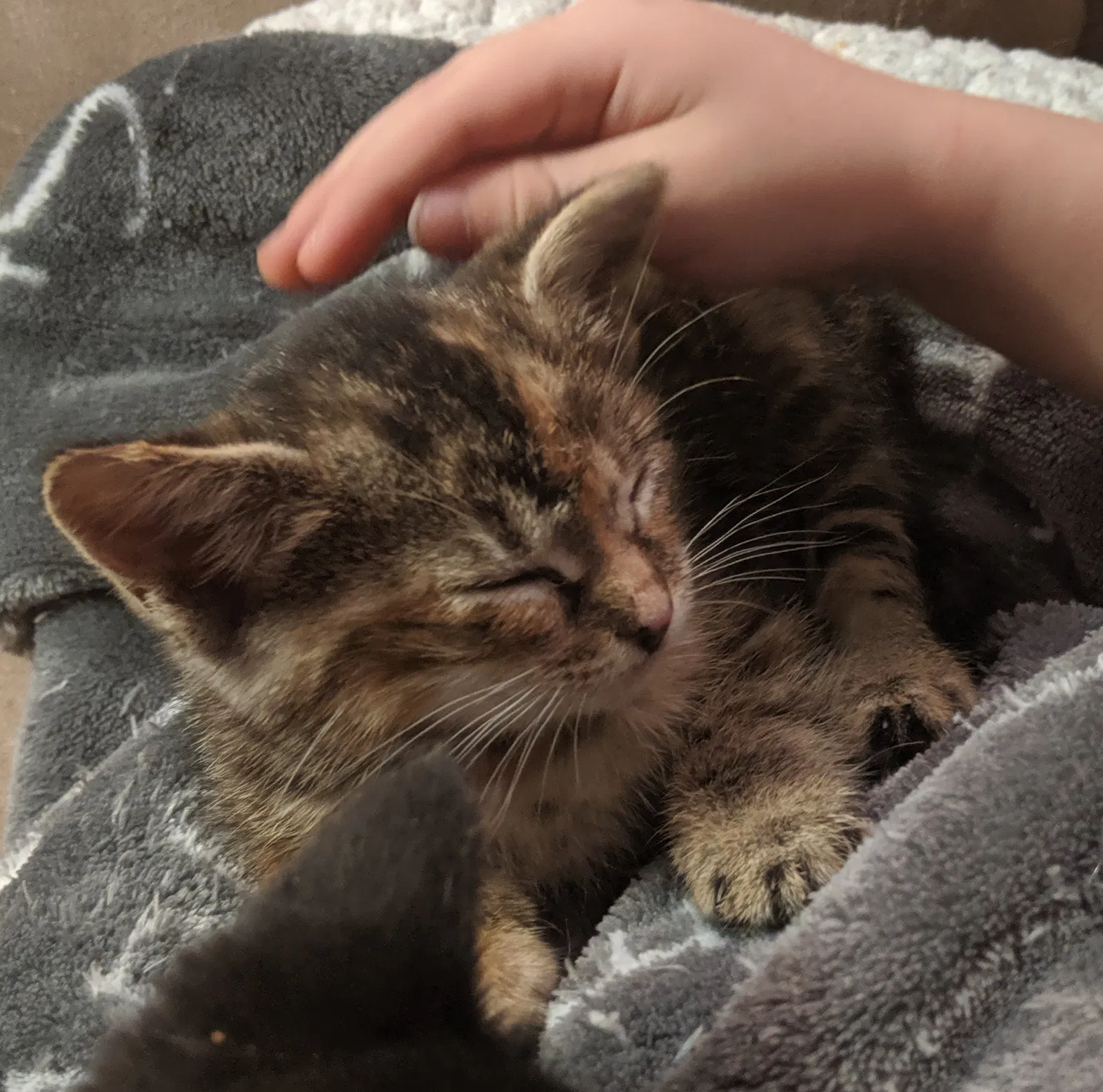 Lost cat in Phoenix, AZ, 85032