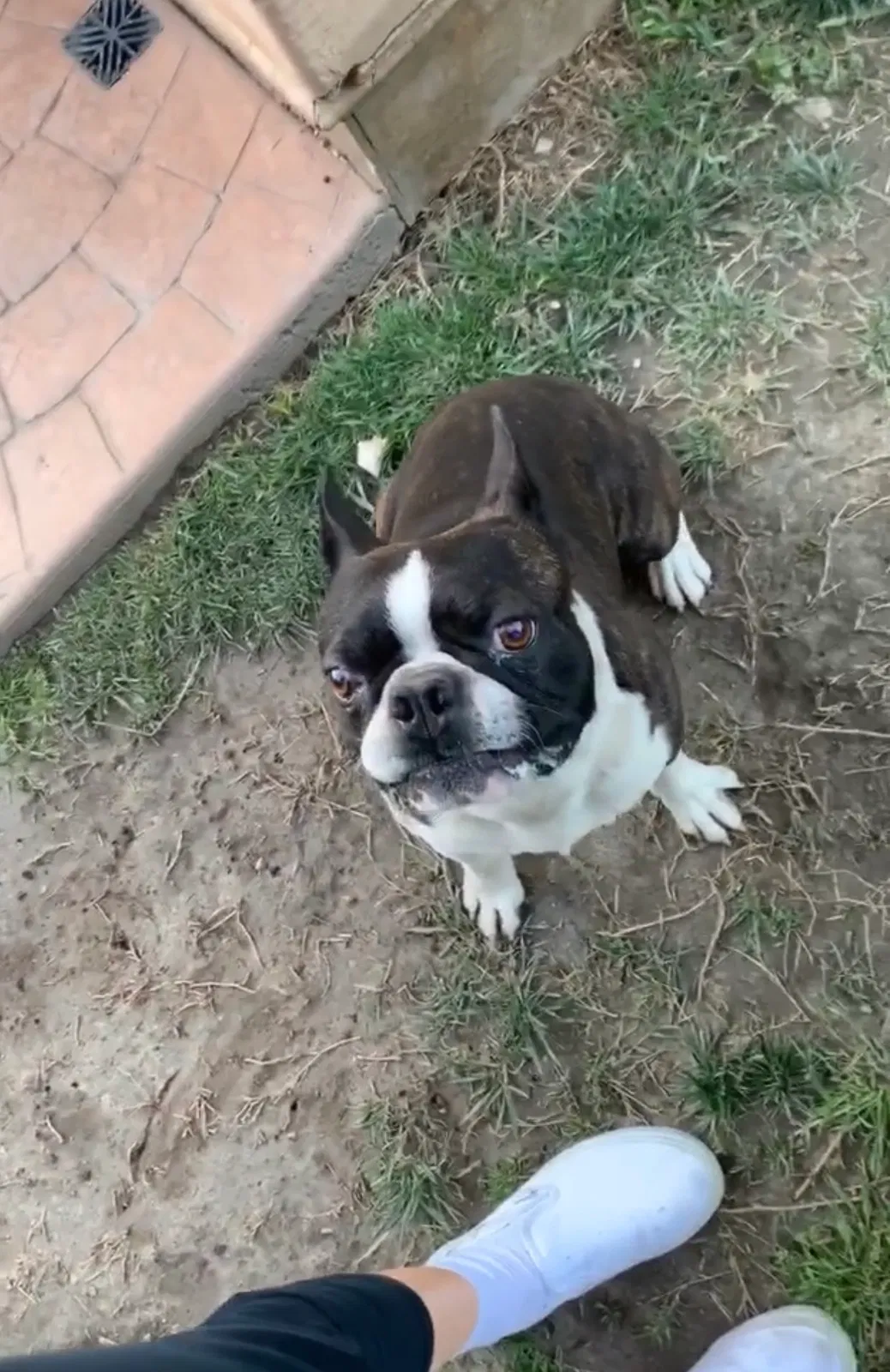 Lost dog in Downey, CA, 90241