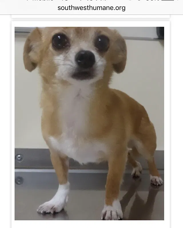 Lost dog in Vancouver, WA, 98683