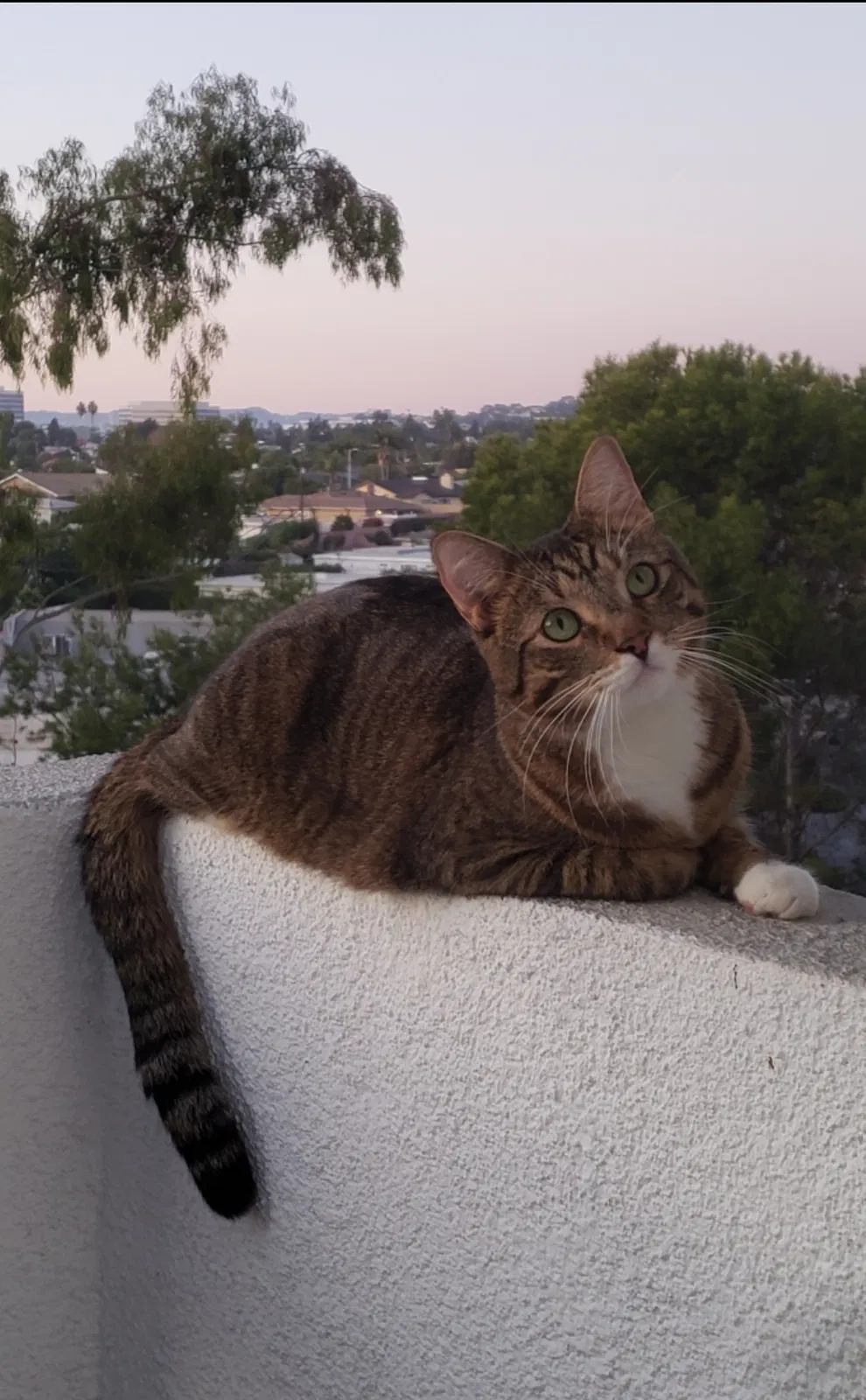 Lost cat in Los Angeles, CA, 90045