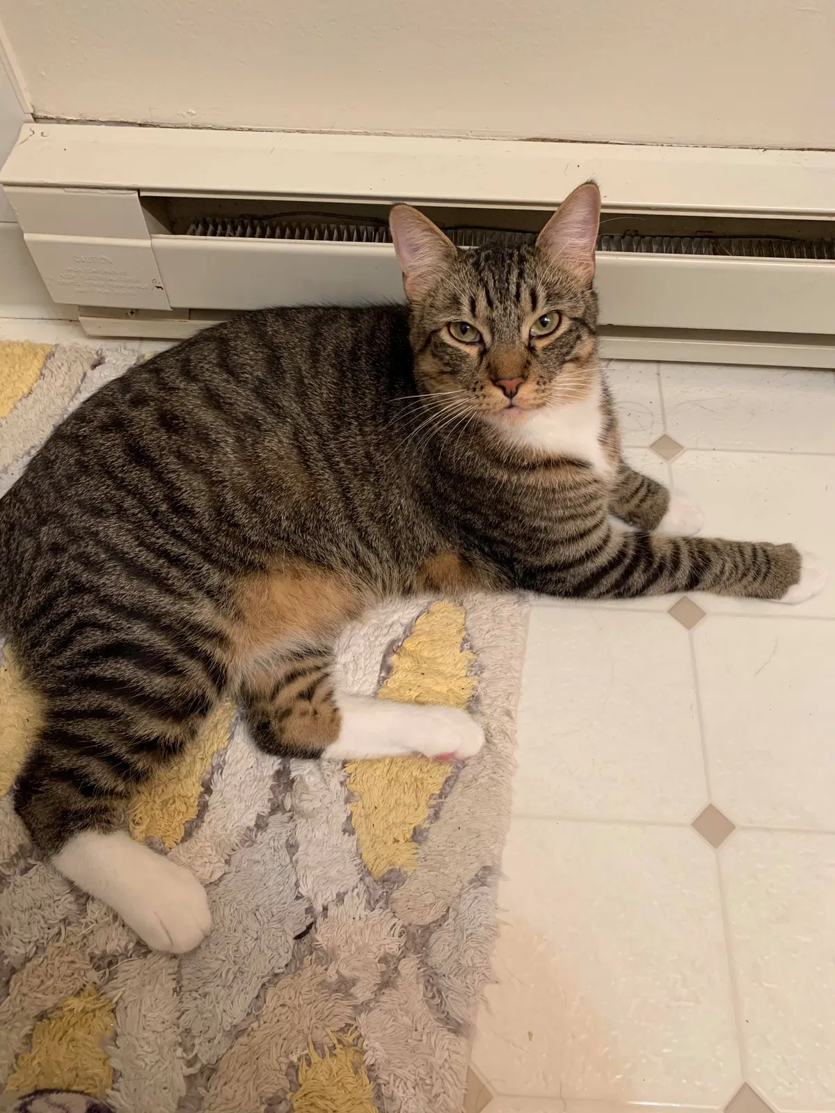 Lost cat in Portland, OR, 97221