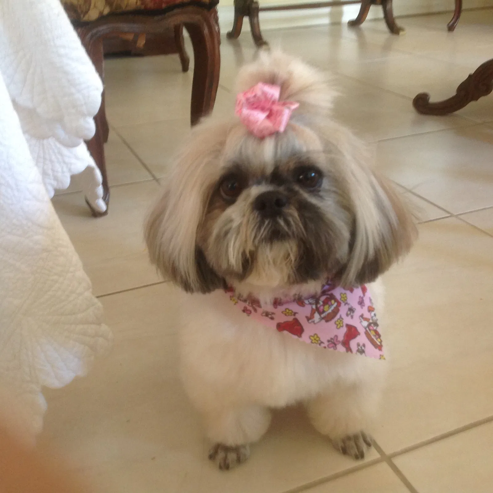 Lost dog in Miami, FL, 33155