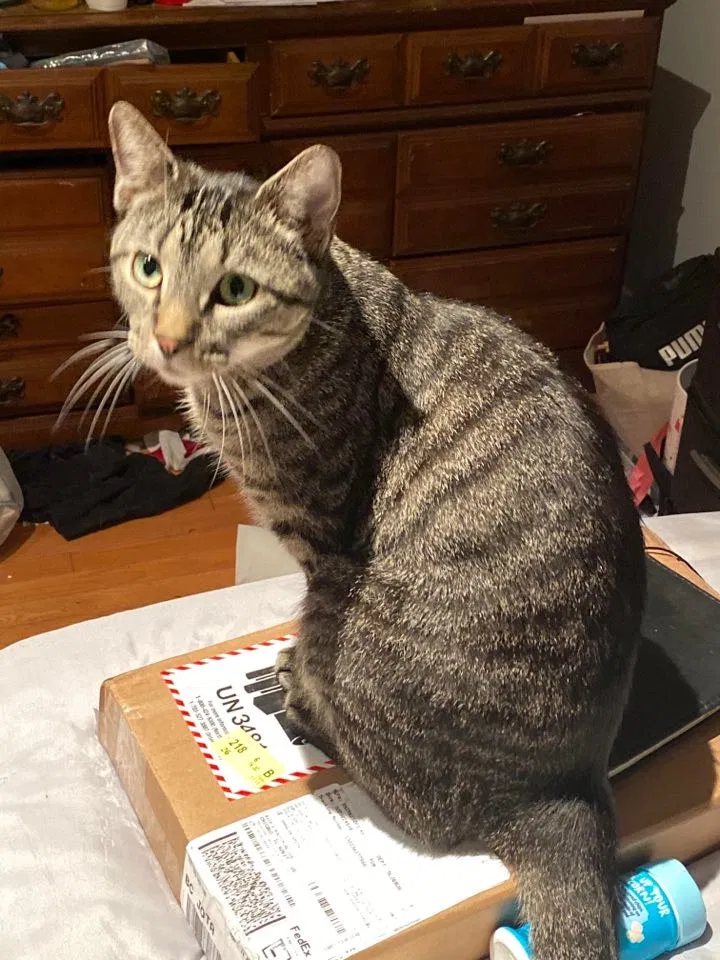 Lost cat in Hammond, IN, 46324