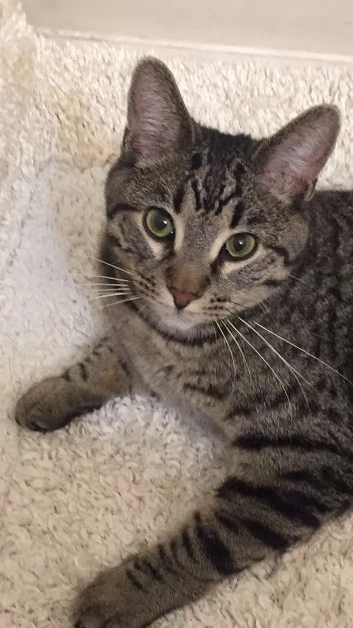 Lost cat in South Jordan, UT, 84095