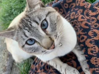 Lost cat in Freedom, CA, 95019