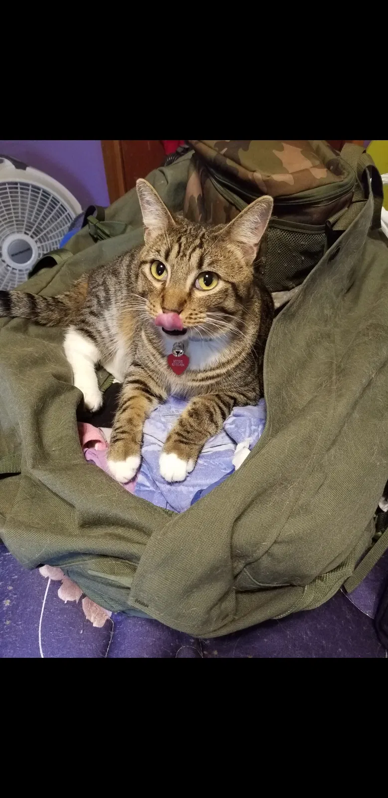 Lost cat in Springfield, MO, 65803