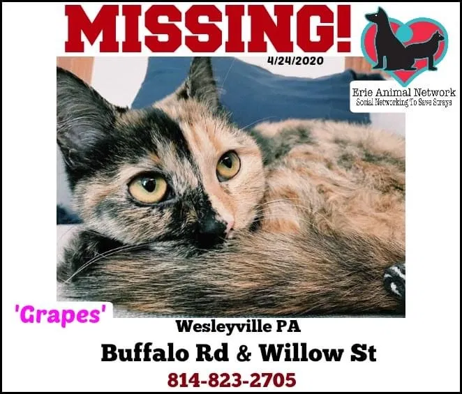 Lost cat in Erie, PA, 16510
