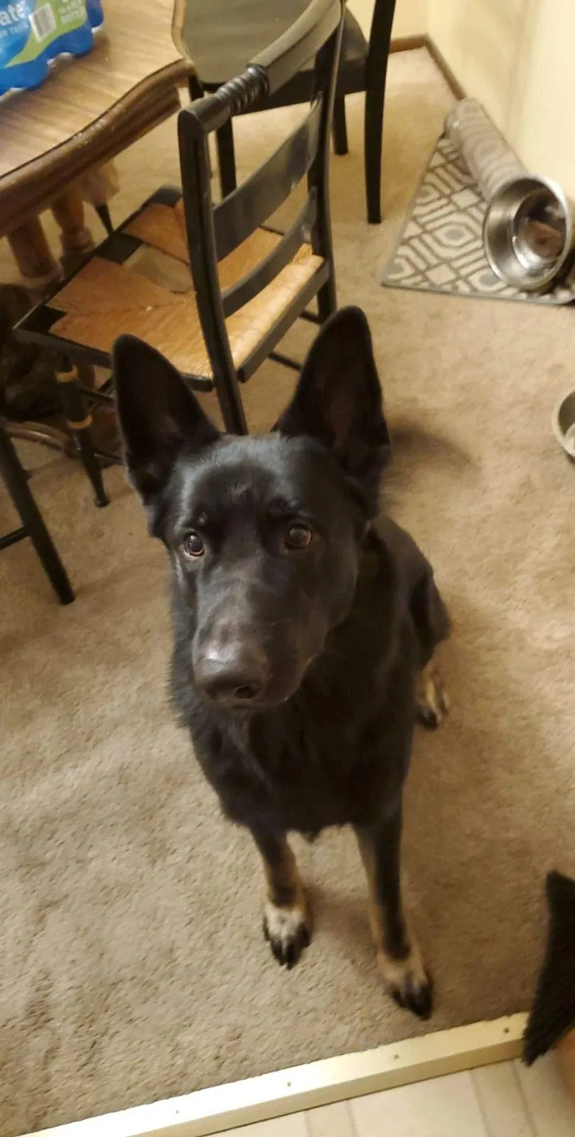 Lost dog in Wichita, KS, 67207