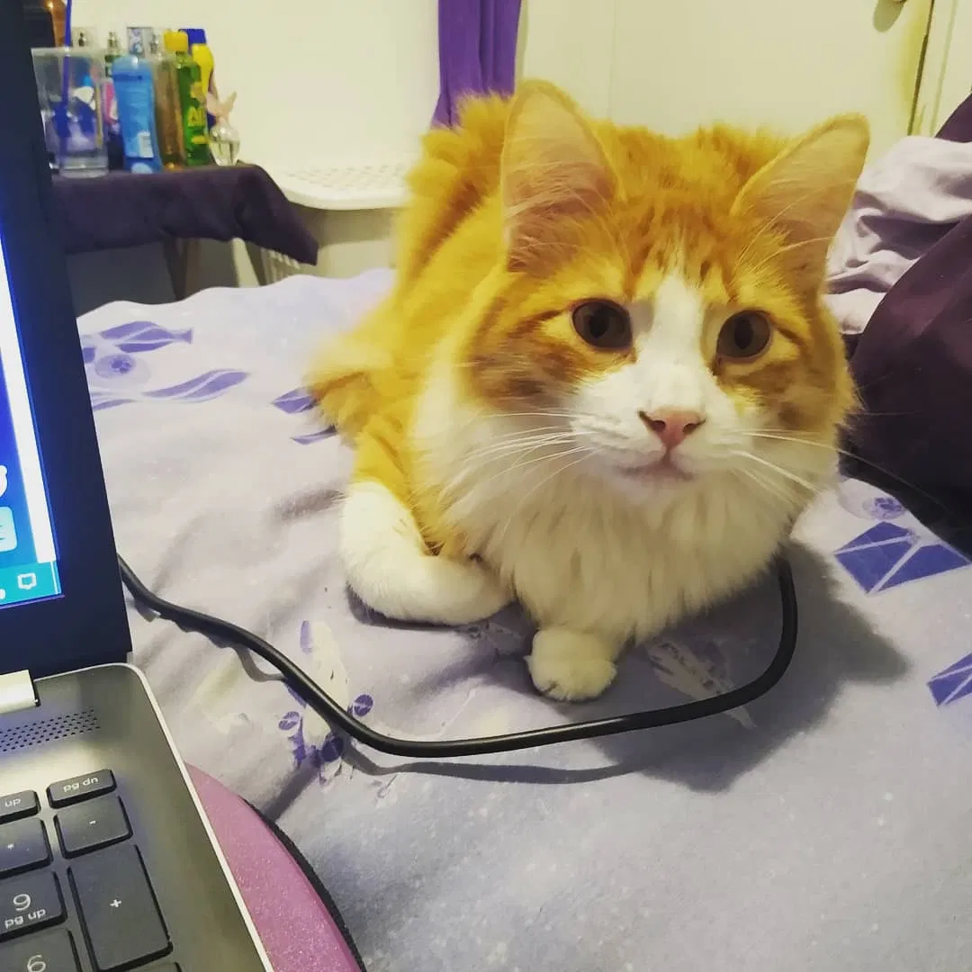 Lost cat in Redding, CA, 96002