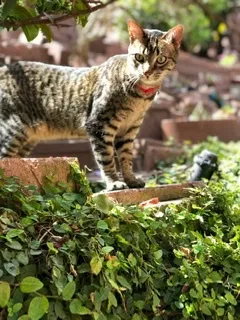 Lost cat in San Marcos, CA, 92078