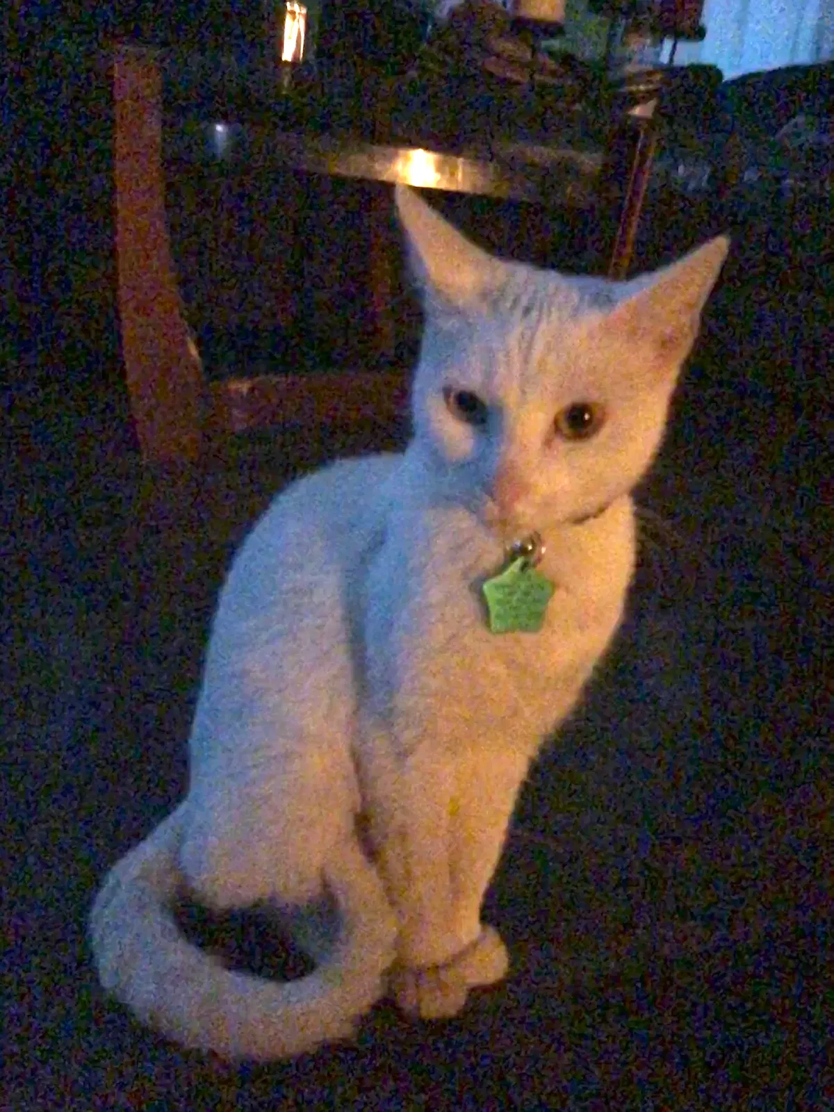 Lost cat in Brazil, IN, 47834