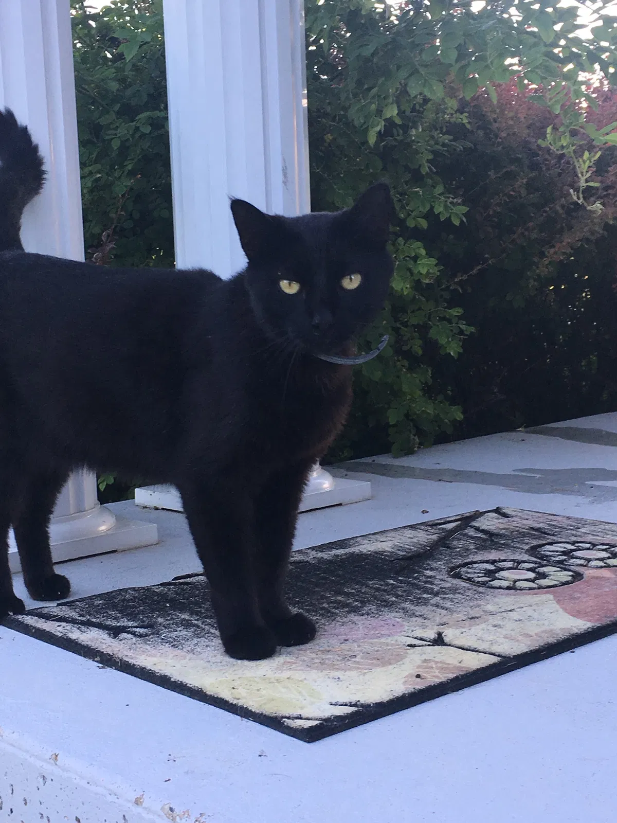 Lost cat in Springville, IN, 47462