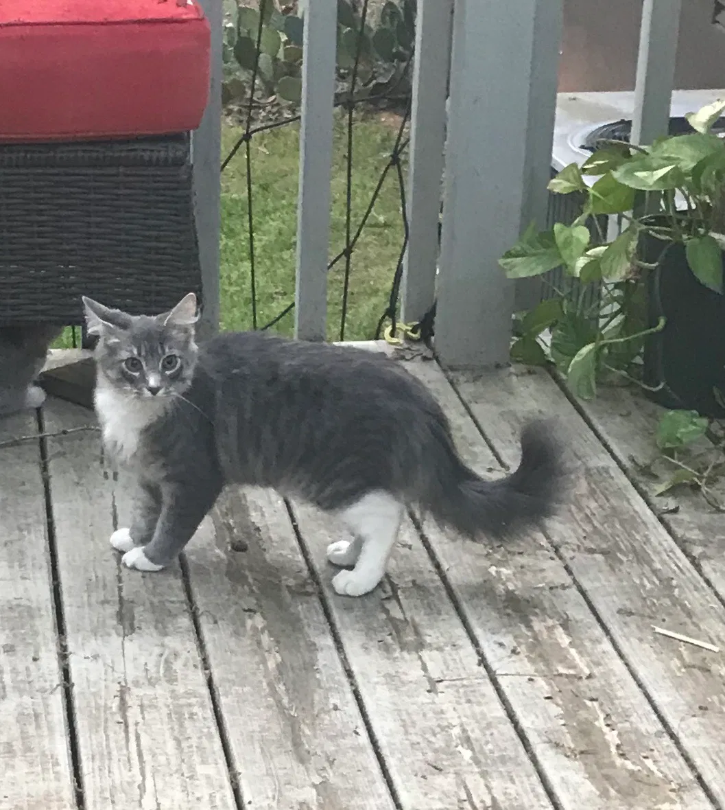 Lost cat in Harvest, AL, 35749