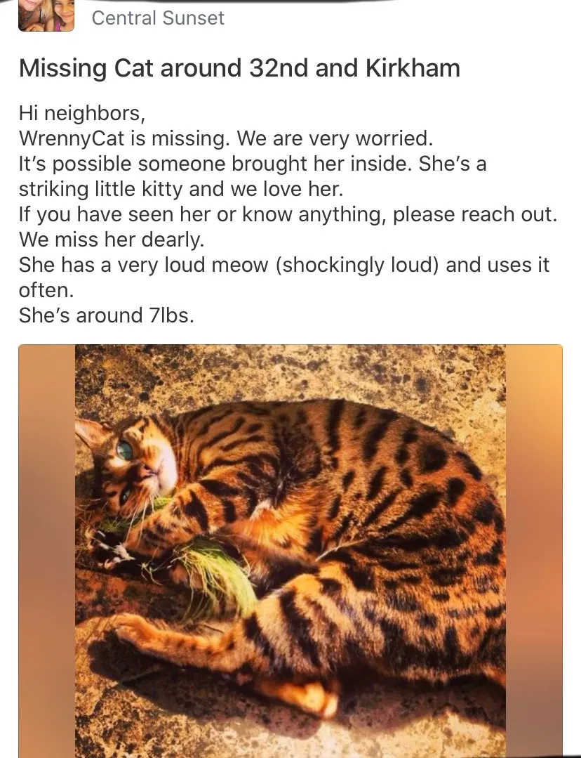 Lost cat in San Francisco, CA, 94122