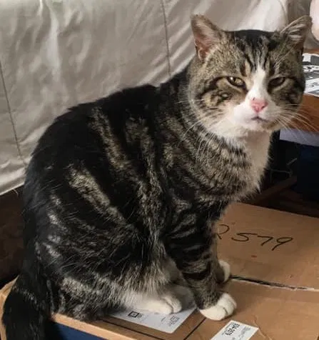 Lost cat in Howell, NJ, 7731