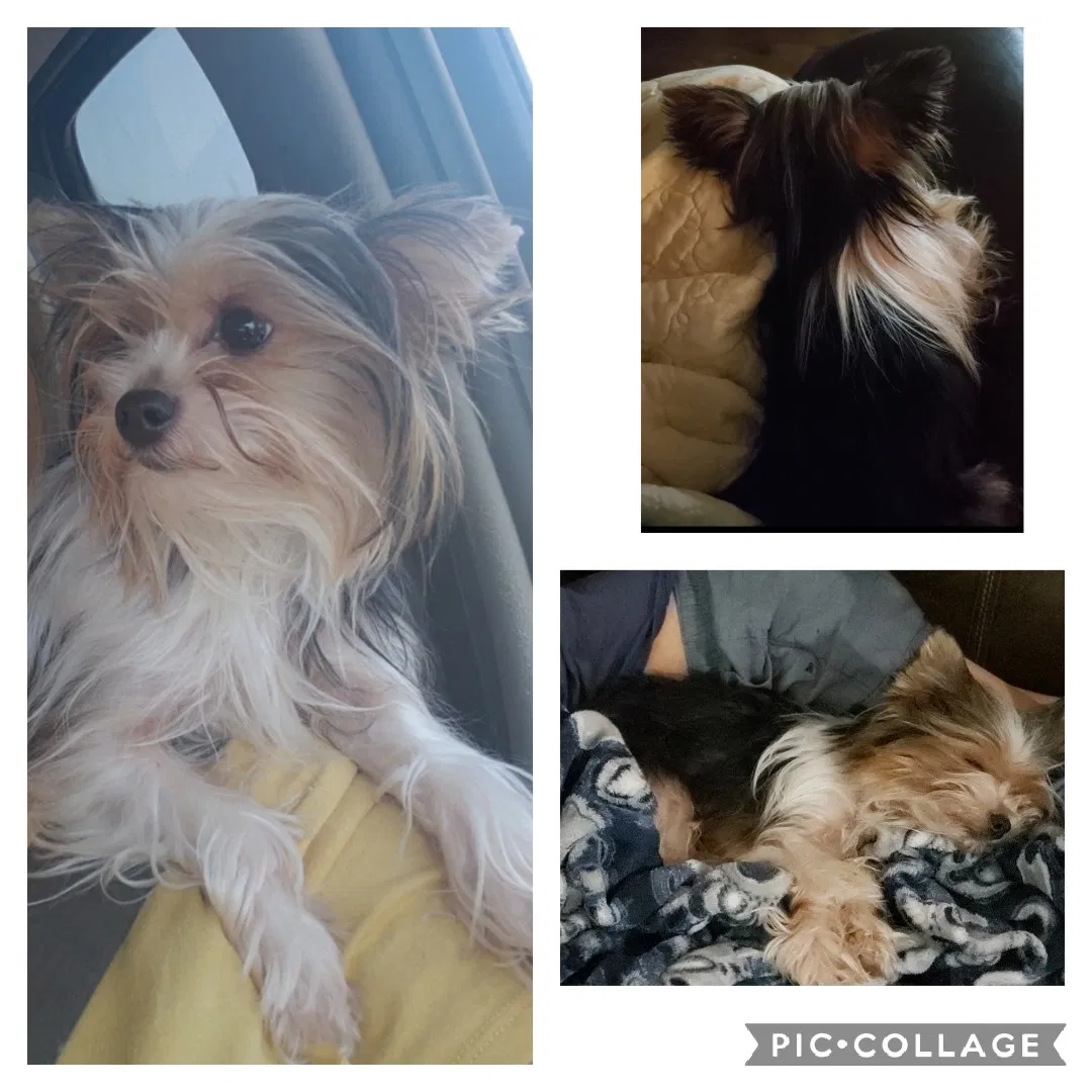 Lost dog in Longview, TX, 75603