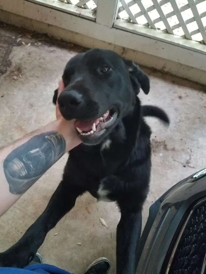 Lost dog in Hattiesburg, MS, 39402