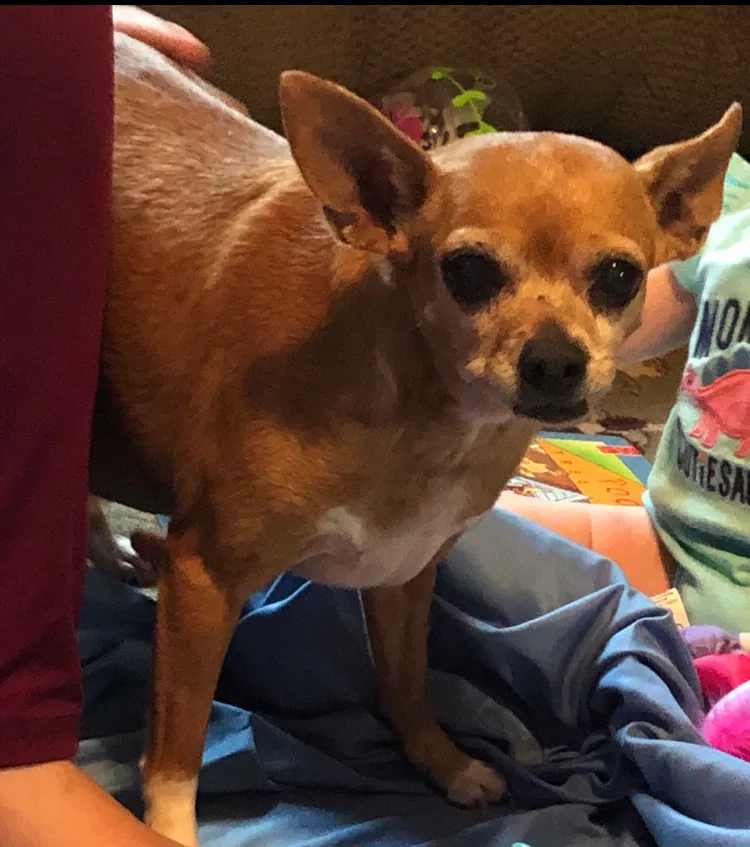 Lost dog in Hammond, LA, 70401