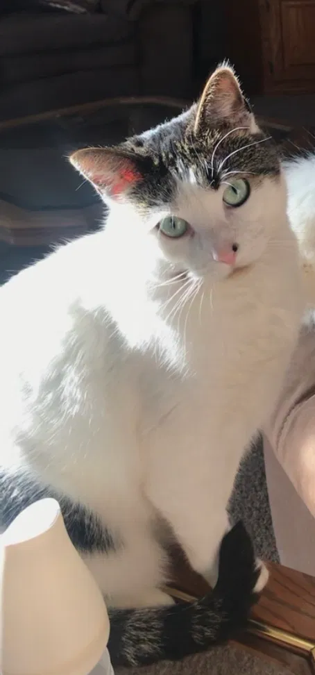Lost cat in Rochester, MN, 55901