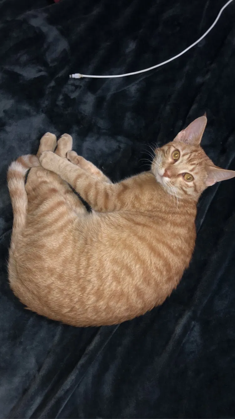 Lost cat in Iowa City, IA, 52240