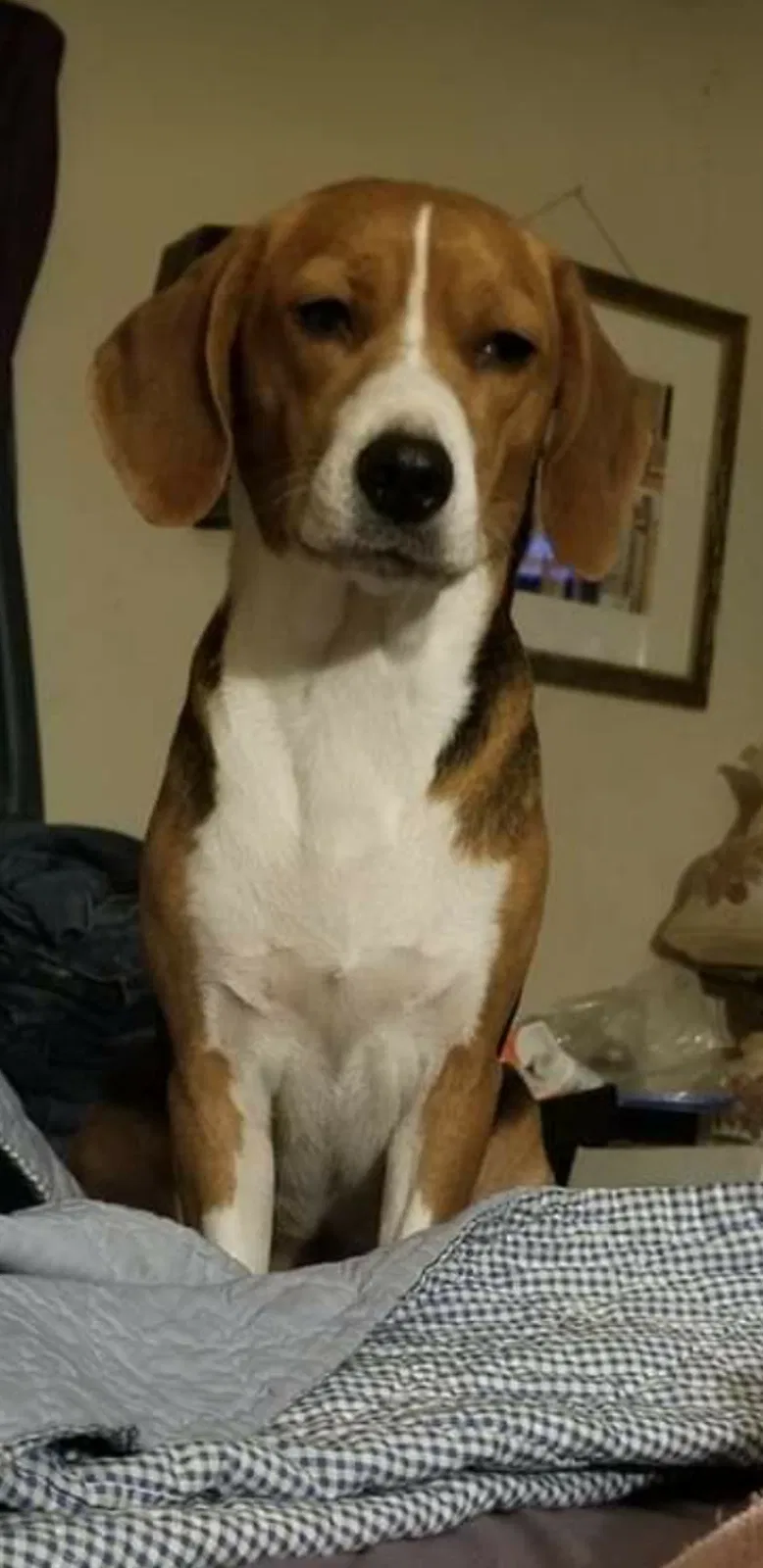 Lost dog in Columbus, IN, 47201