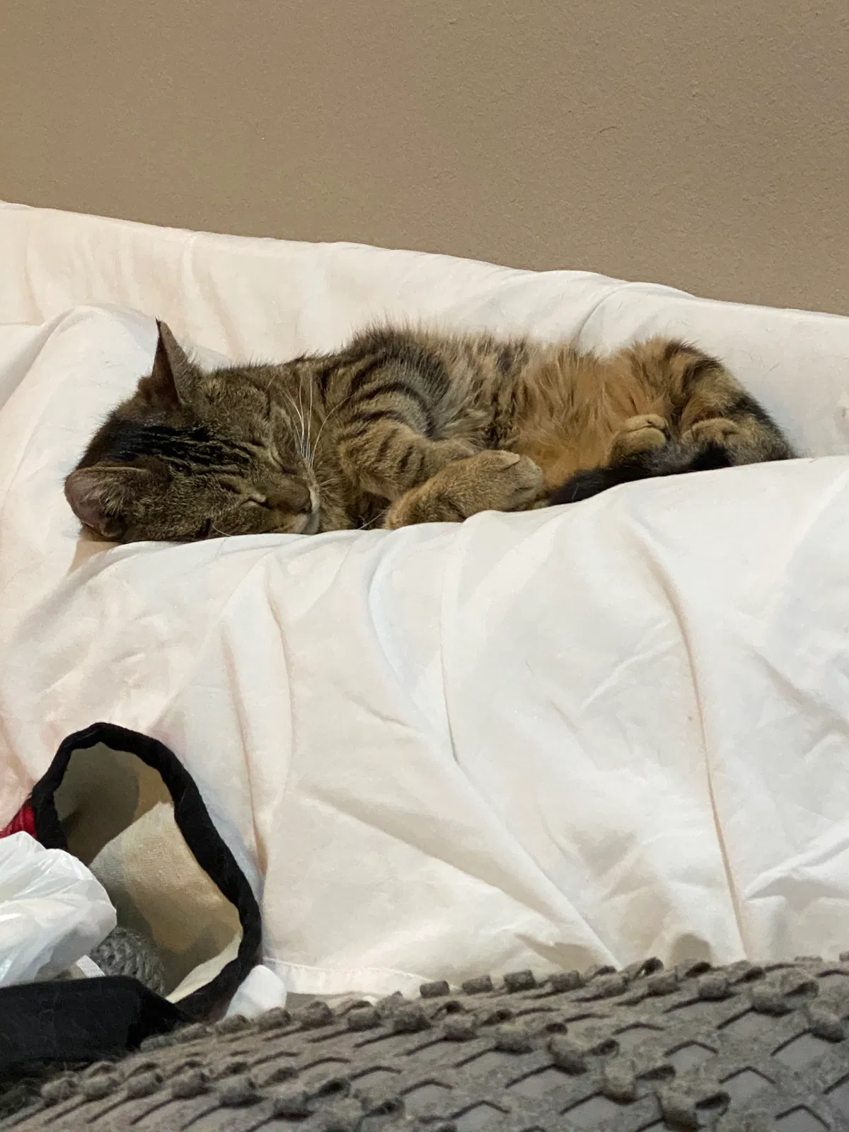 Lost cat in Unknown, AR, 7271